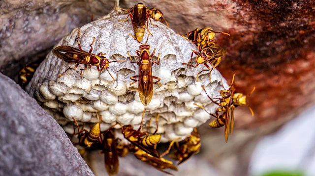 wasp control Auckland - NZ Bug Bombers
