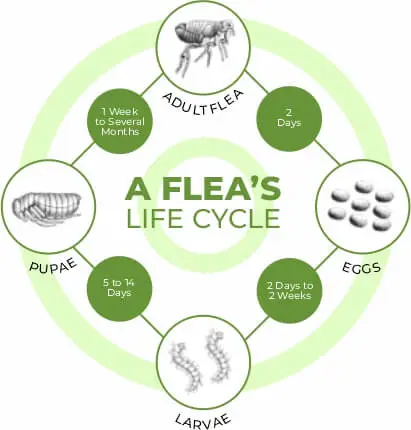 Flea-life-cycle