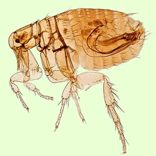 wasp control Auckland - NZ Bug Bombers
